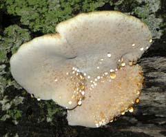 Species gets its name from the drops of resin-like liquid on the underside. Ischnoderma resinosum.